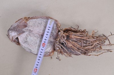 湘潭周記南雜批發部 優質朝鮮魷魚干，海鮮特產優選