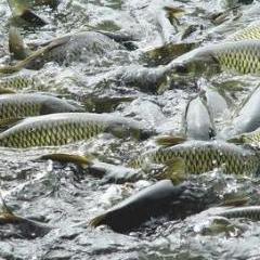 水產資源 藍色糧倉的潛力與挑戰