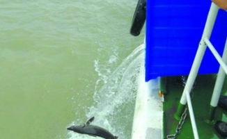 國內(nèi)外水產(chǎn)動態(tài)與行業(yè)趨勢 信息洞察與未來發(fā)展